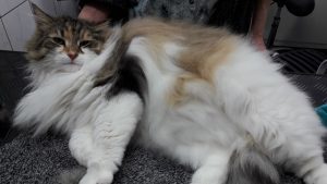 kat-2.jpeg